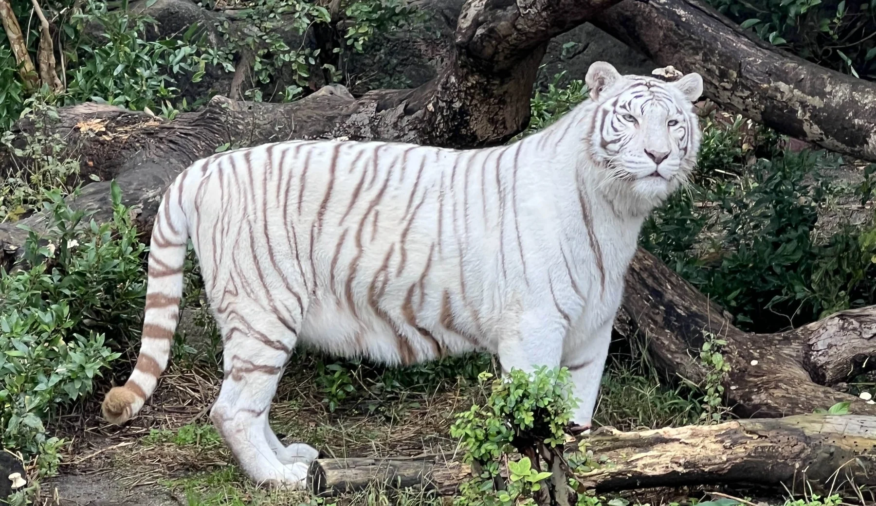 【トラ紹介】ソソノ（愛媛県立とべ動物園）｜来園日・両親・写真まとめ