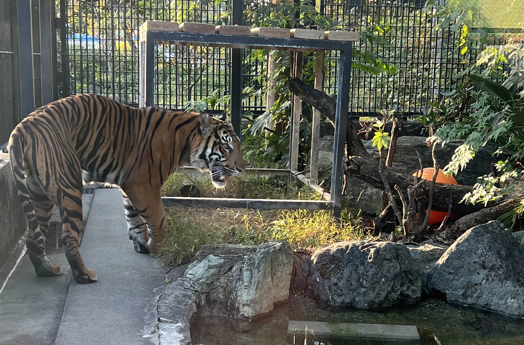 【トラ紹介】アバティ（わんぱーくこうちアニマルランド）｜来園日・両親・写真まとめ